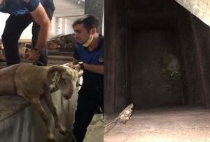 Sahibinden kaan kurbanlk koyun 7 metrelik kuyuya dt