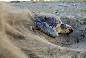 Caretta yuvalarnda 'pandemi' rekoru