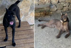 Operasyonda ele geirildi