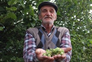 Kilosu 24 lira, tonlarcas dalnda ryor
