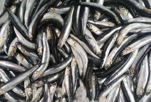 Komular boyuna bakmadan avlyor hamsi stoklar tkeniyor