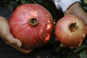 1 kilo 649 gramlk nar, grenleri artyor