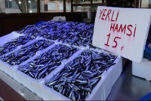 Hamsi gel gitleri yayor