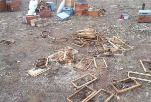 Aylar 50 kovan paralad, 100 kilo bal yedi