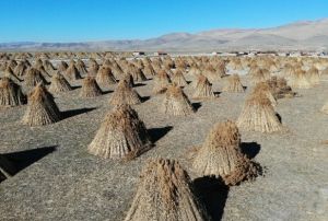 200 nfuslu ky 5 ayda 1 milyon dolarlk ihracat yapyor