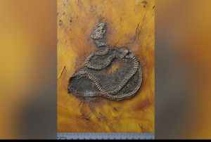 Dnyann en eski piton ylannn kalntlar kefedildi