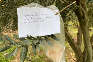 Zeytin aacndaki not ve para ok etti