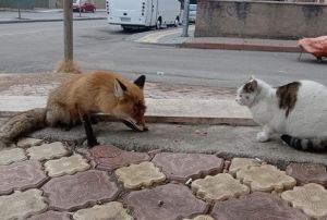Tilkiyi sokak kedisi gibi beslediler