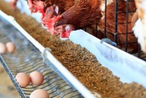 Yumurta üreticileri kafes sistemine