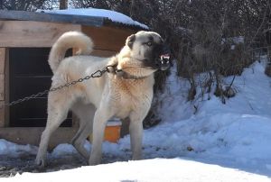'3 Kangal kpei' nerisi