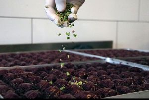 'Mor baklava' retti, siparilere yetiemiyor