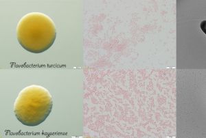 Turcicum ve Kayseriense