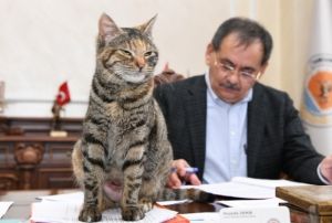 Makamda bir kedi: 'Mays'