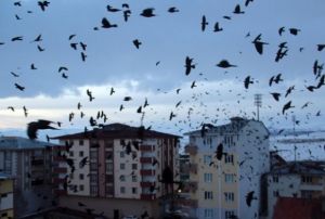 Tarmsal arazilere zarar vermiyorlar