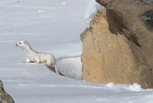 Kars'ta beyaz gelincik grntlendi