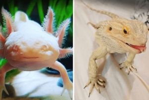 Tarantula, bayku, albino kirpi, ylan ne ararsan var