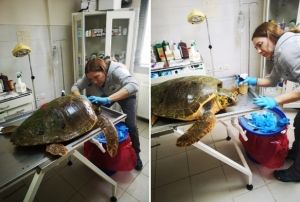 Caretta caretta, ateli silahla yaraland