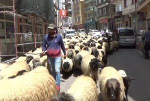 Havalar �s�nd�, yayla g��� ba�lad�