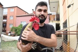 Baylan horoz ngiltereden davet ald