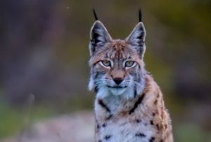 Vaak, doa fotorafsna byle poz verdi