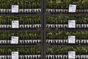 Ba�kent�te 8 milyon sebze fidesi da�