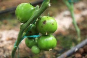 'srail virs' domatesin koronas