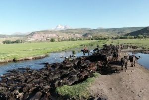 Erciyes dann eteinde manda, koyun ve ylk atlarnn grsel ovu