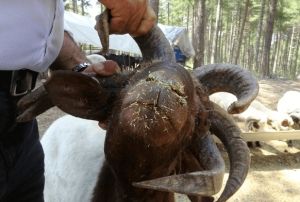 5 boynuzlu kurbanlk ko alcsn bekliyor
