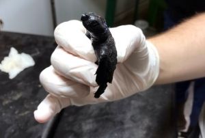 Yenge saldrsna urayan Yavru Caretta tedavi edildi