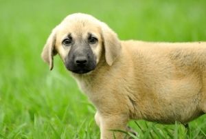 Kangal ve akbalar almak iin 1 yllk sraya giriyorlar