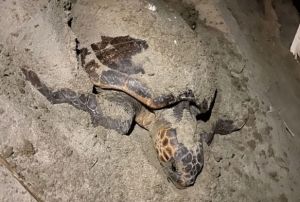 Kuadas sahillerine Caretta Carettalar yuva yapt