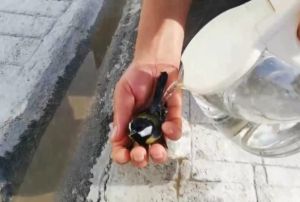 Scaktan baylan kuu suyla ayltt