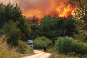 Yanan alanlara habitat deitirecek aa dikilmemeli