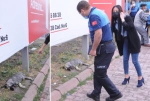 Parkta, gzleri oyulmu l kpek bulundu
