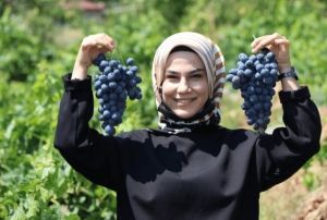Tescilli Cimin zmnde hasat zaman