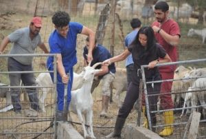 Dersimiz koyunlara d parazit banyosu