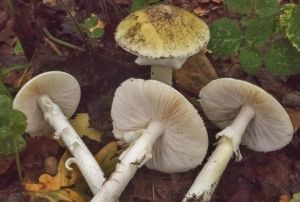 Dou Karadenizde mantar zehirlenmelerinde dikkat eken art