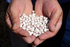 Dnyaca nl Kelkit eker fasulyesinde hasat zaman