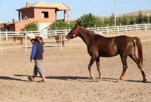 Bu zel taylar 900 bin liraya satlyor
