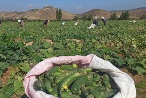 zmir'de salatalk reticileri dertli