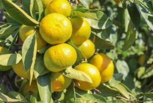 Satsuma mandalinann ihracat yolculuu 27 Ekimde balyor