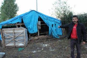 A kalan sokak kpekleri, koyun srsne saldrd