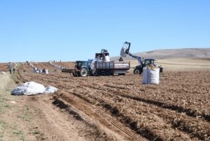 Kayseri'de 540 Bin Ton Patates Rekoltesi Bekleniyor