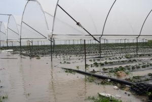 Antalya'da ekili alanlar ve ilek seralar sular altnda kald
