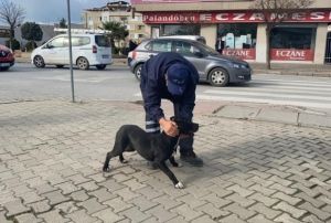 Okula dalan pitbull rencilere deheti yaatt