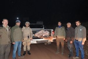 Yabani da keisini vuran ahsa 63 bin TL ceza
