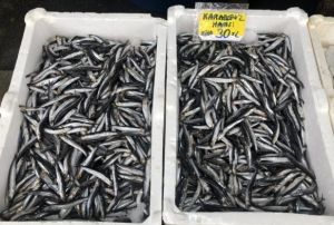 Frtna ve yal havann etkisiyle hamsi 30 liradan satlyor