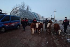 aldklar bykba hayvanlar satarken kskvrak yakalandlar