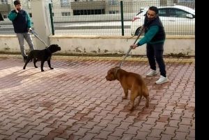 Pitbull dehetinde gzalt says 6ya ykseldi