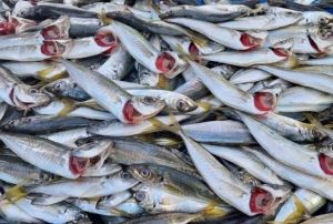 Müşteri çekme yarışı yeri göğü inlet